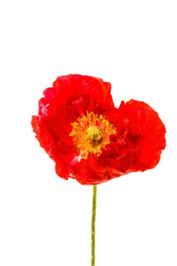 Kırmızı gelincik çiçeği
