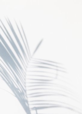 Gölge hurma yaprakları