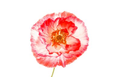 Kırmızı gelincik çiçeği