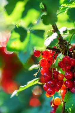 Olgun kırmızı kuş üzümü 