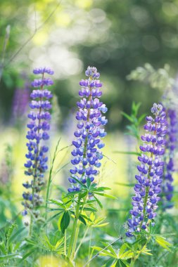 Vahşi lupines çiçek