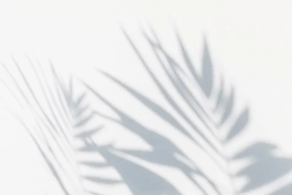 Zostawia cień palmy — Zdjęcie stockowe