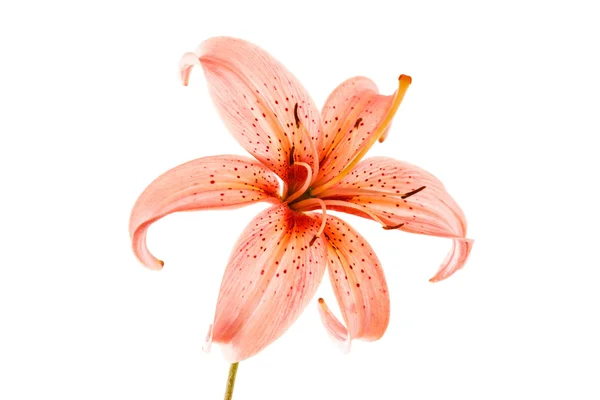 Gelbe Lilienblüte — Stockfoto