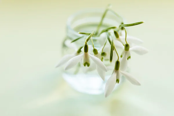 Lentebloemen in pot — Stockfoto