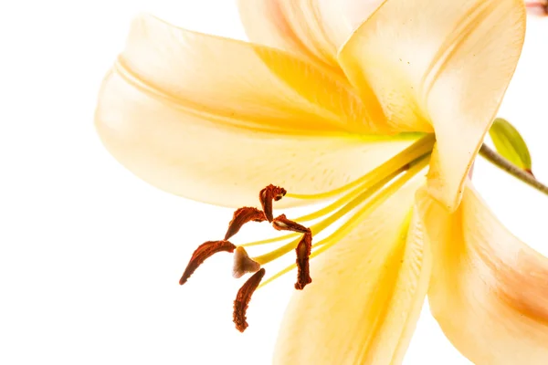 Kwiat lilii żółty — Zdjęcie stockowe