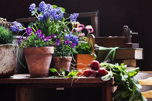 Vårblommor i krukor — Stockfoto