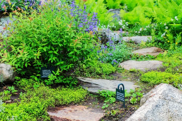 Летний сад с цветами — стоковое фото