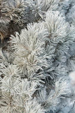 Frost'un üzerinde iğne ile köknar ağacı