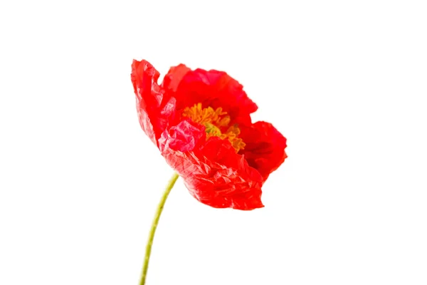 Red poppy flower — Stock Photo, Image