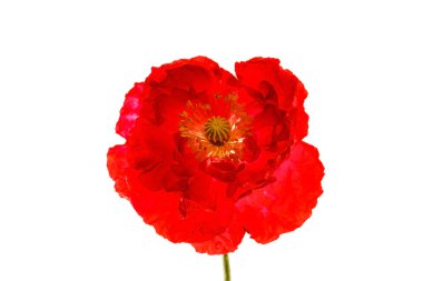 Kırmızı gelincik çiçeği
