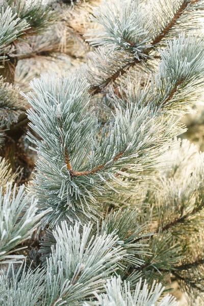 FIR tree med frost på nålar — Stockfoto