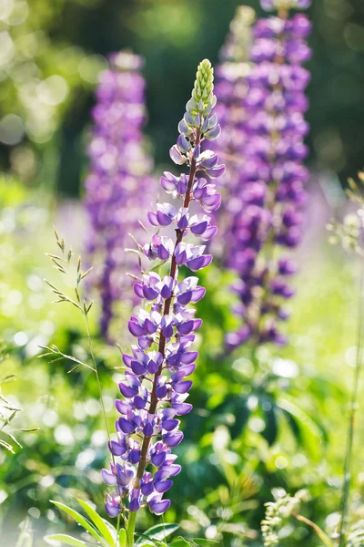 Wild lupines flowers — Stock Photo, Image