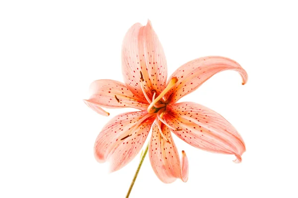 Розовый цветок лилии — стоковое фото