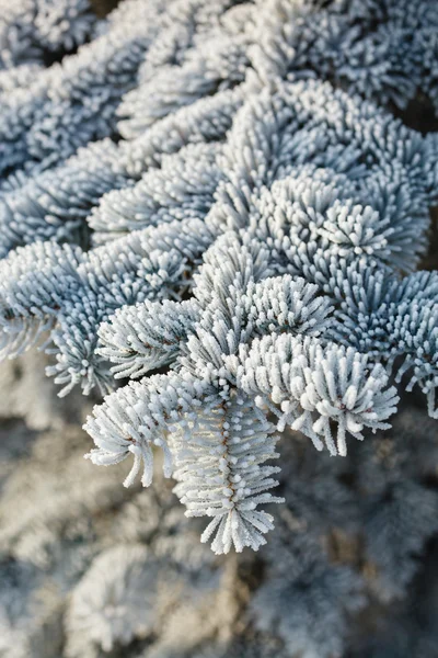 Fir tree with frost on needles — Stock Photo, Image
