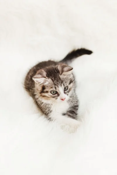 Adorable gatito —  Fotos de Stock
