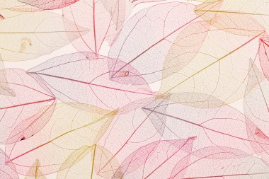 renkli yaprakları arka plan