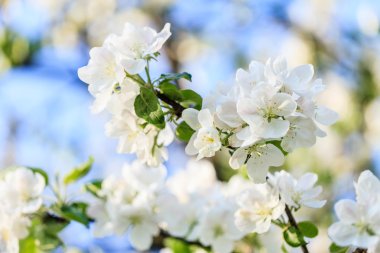 Bahar kiraz çiçekleri dal