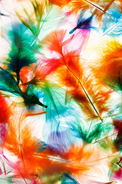 Decorative feathers background — Stock Photo, Image