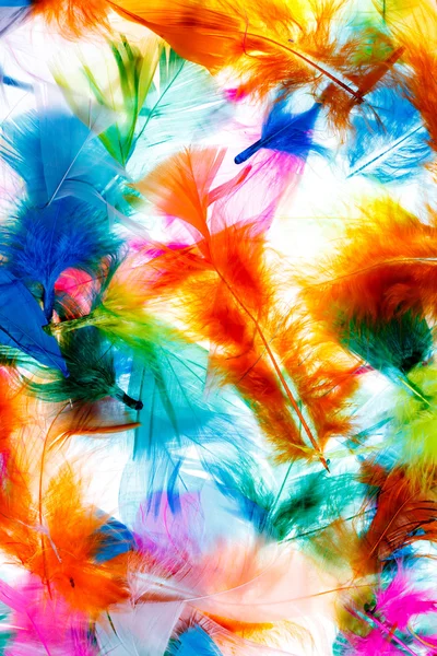 Decorative feathers background — Stock Photo, Image