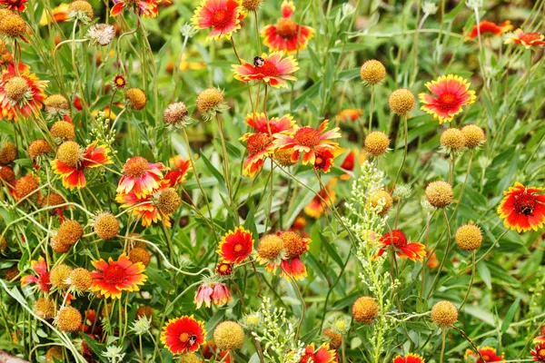 Belles fleurs en fleurs — Photo