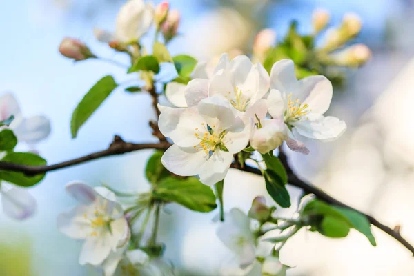 Primavera flores de cerezo ramita —  Fotos de Stock