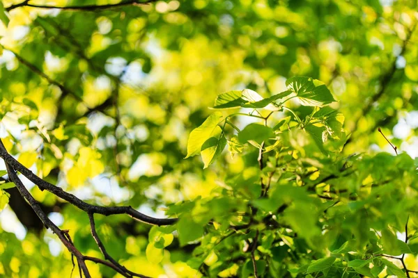 Ramos verdes com folhas — Fotografia de Stock