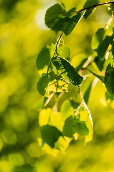 Green branches with leaves — Stock Photo, Image