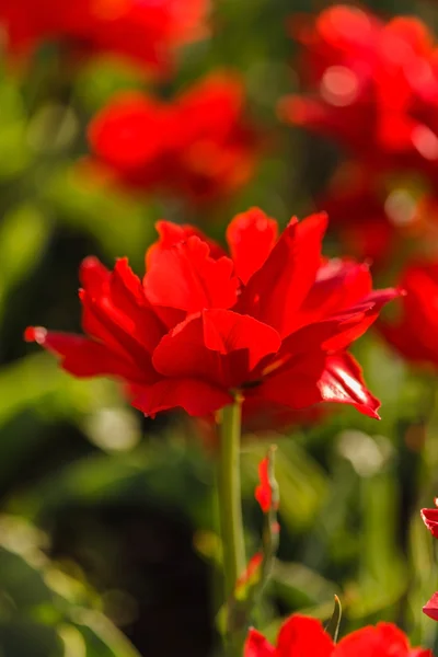 Pěkné červené tulipány — Stock fotografie