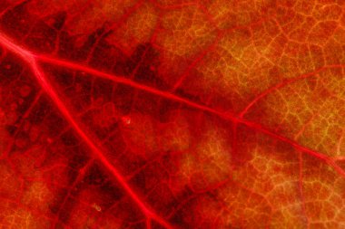 turuncu yaprak dokusu