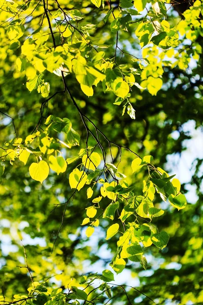 Green branches with leaves — Stock Photo, Image