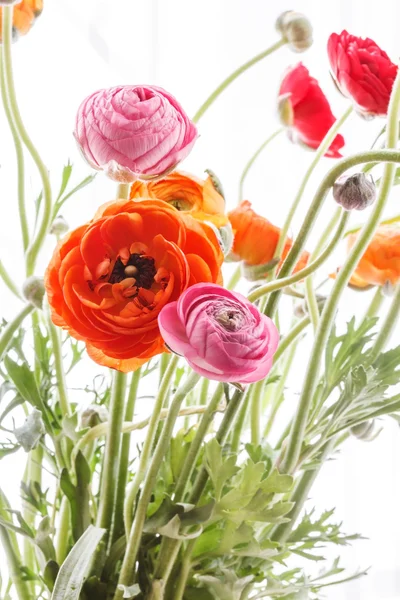 Persiska buttercup blommor — Stockfoto