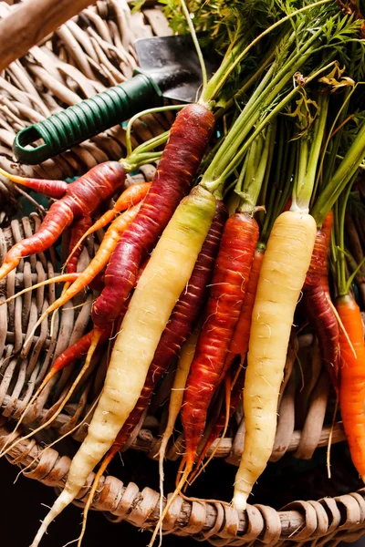 Frische bunte Karotten — Stockfoto