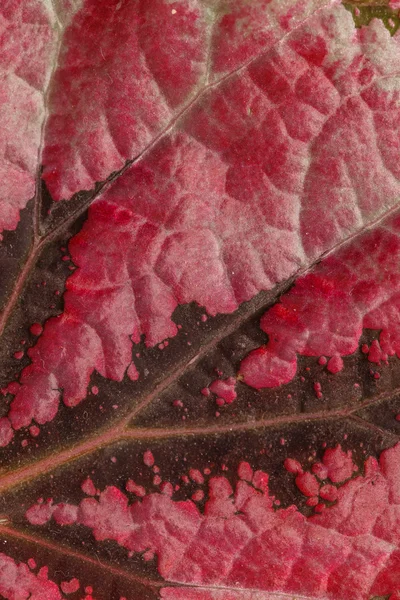 Textura červených listů — Stock fotografie