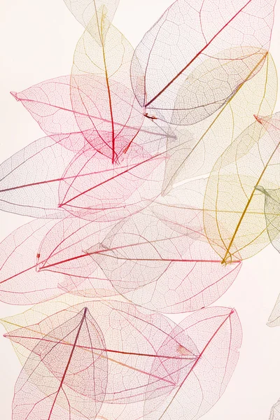 Цветные листья фона — стоковое фото
