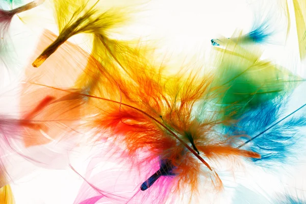 Decorative feathers background — Stock Photo, Image