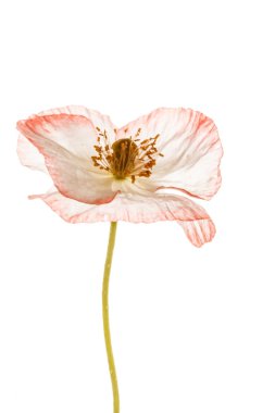 Pembe çiçek haşhaş