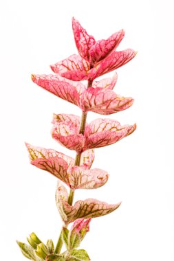 Beyaz güzel çiçek