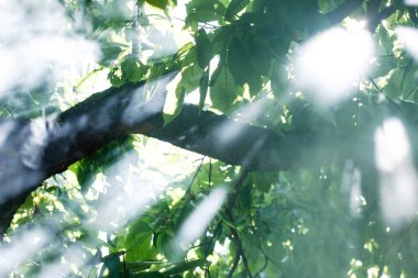 Sabah ağaçlar güneş ışığı ile