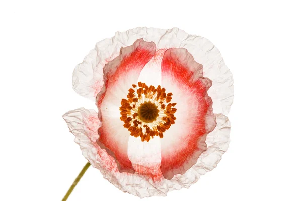 Fiore di papavero rosa — Foto Stock