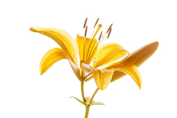 Fiore di giglio giallo — Foto Stock