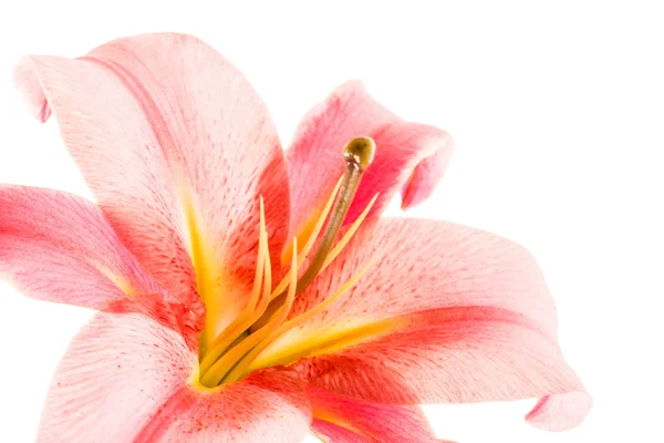 Roze lily bloem — Stockfoto