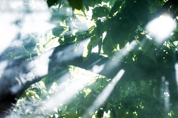 Sabah ağaçlar güneş ışığı ile