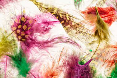 renkli tüyler arka plan