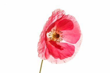 Pembe çiçek haşhaş