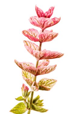 Beyaz güzel çiçek