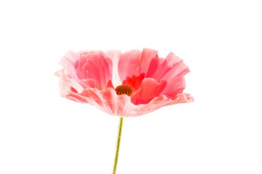 Kırmızı gelincik çiçeği