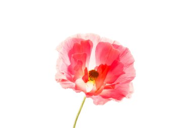 Kırmızı gelincik çiçeği