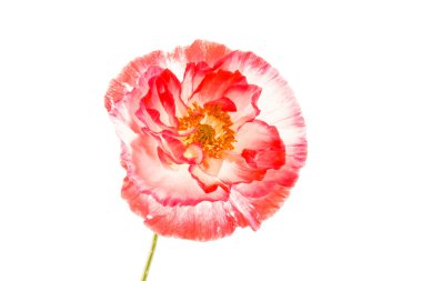 Kırmızı gelincik çiçeği