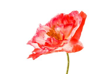 Kırmızı gelincik çiçeği