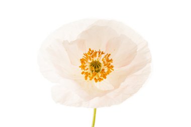 Beyaz haşhaş çiçeği